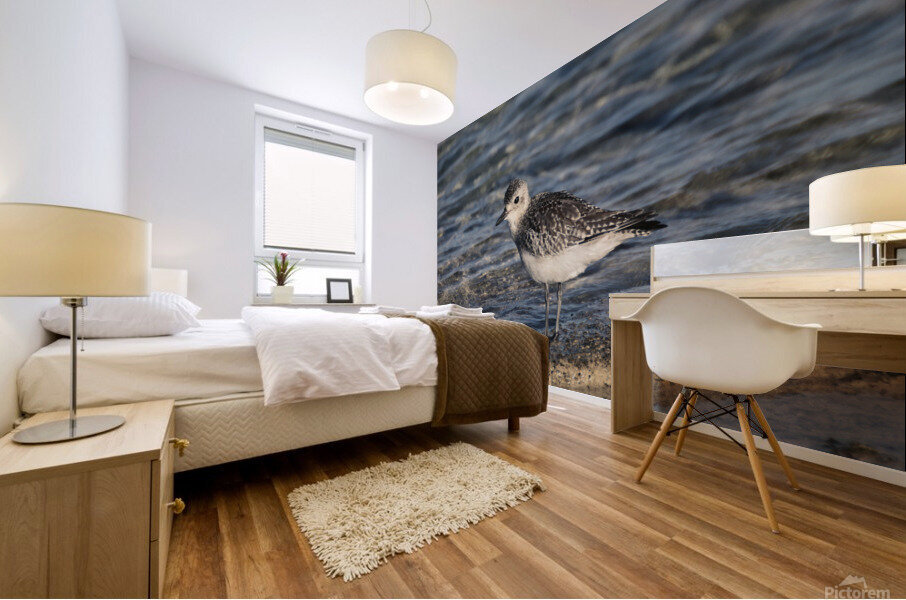 Plover Mural print