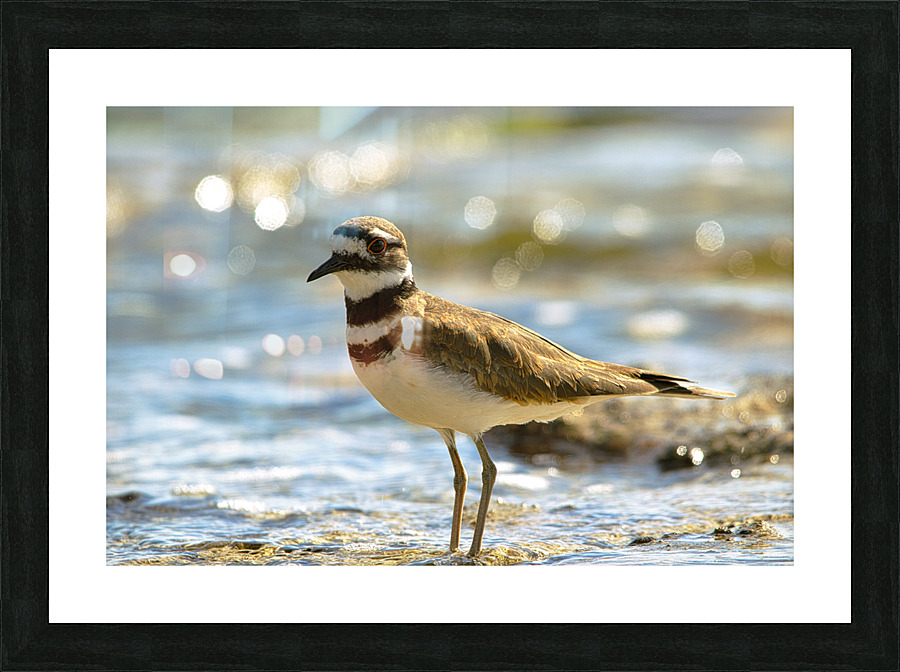 Killdeers Picture Frame print