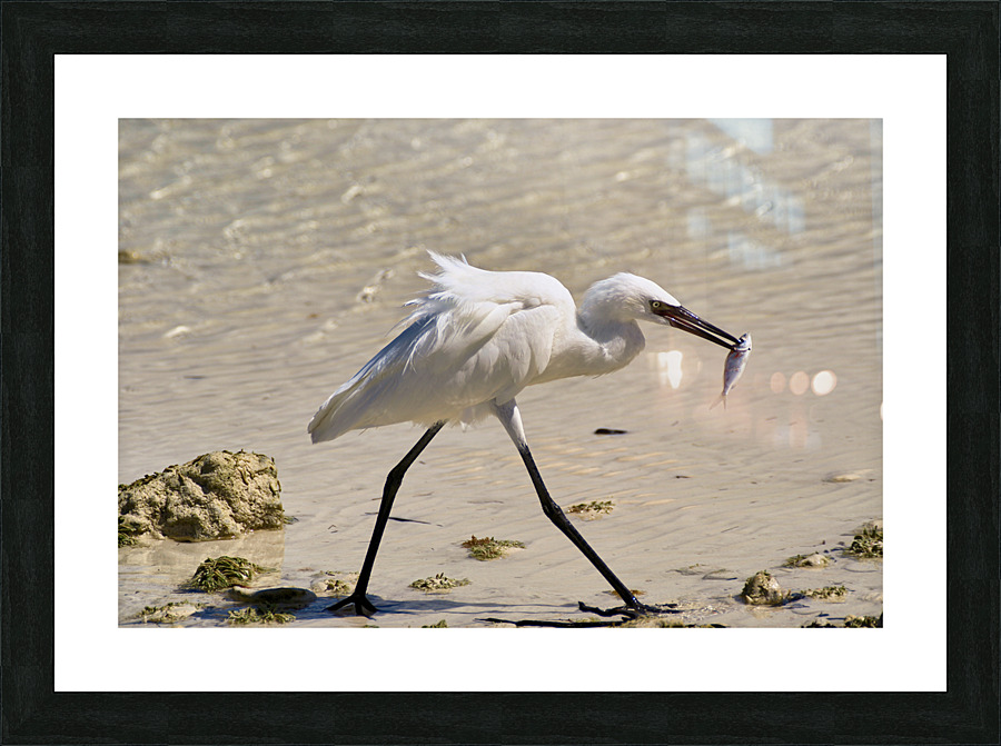   Egret Picture Frame print
