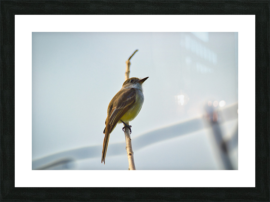 La Sagras flycatcher Picture Frame print