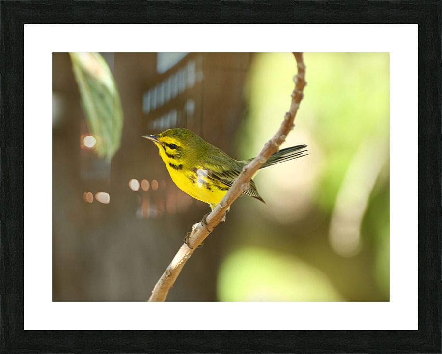 Bright Yellow Warbler Picture Frame print