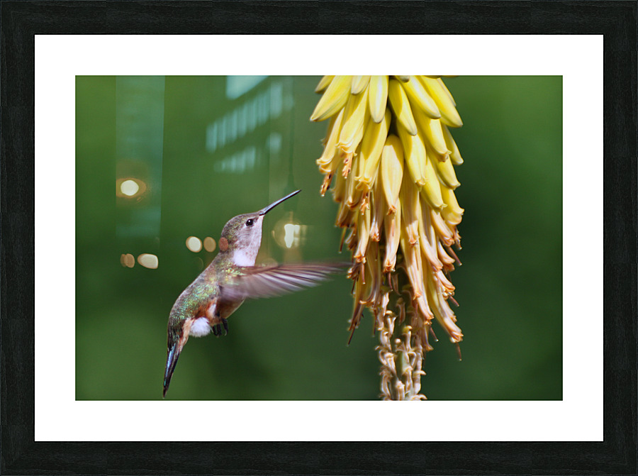 Humming Bird Picture Frame print