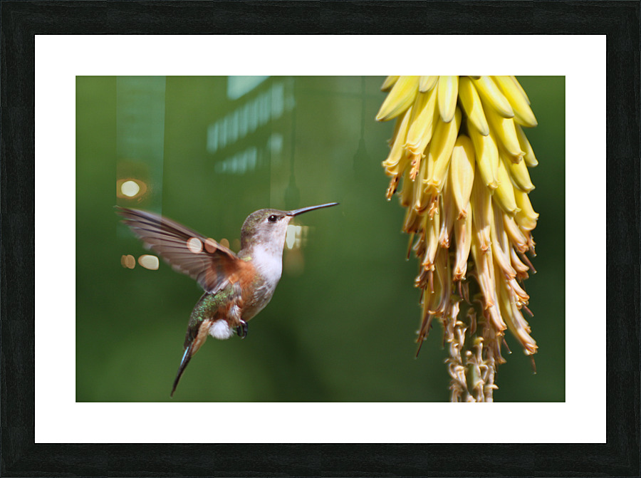  Humming Bird Picture Frame print
