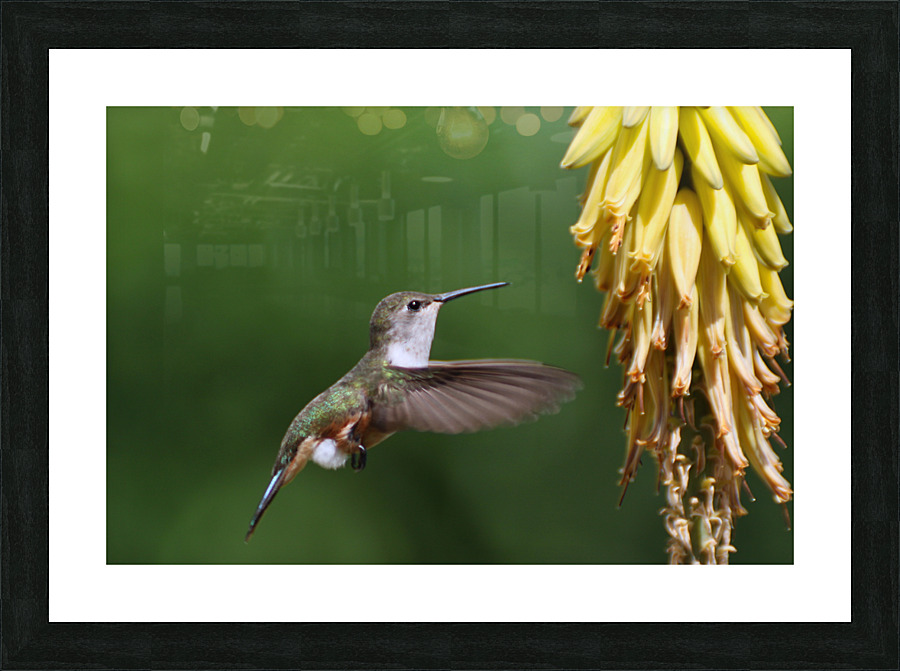Humming Bird Picture Frame print