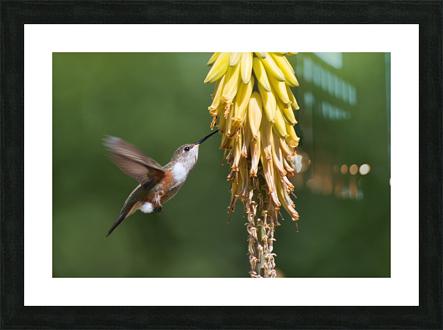 Humming Bird Picture Frame print