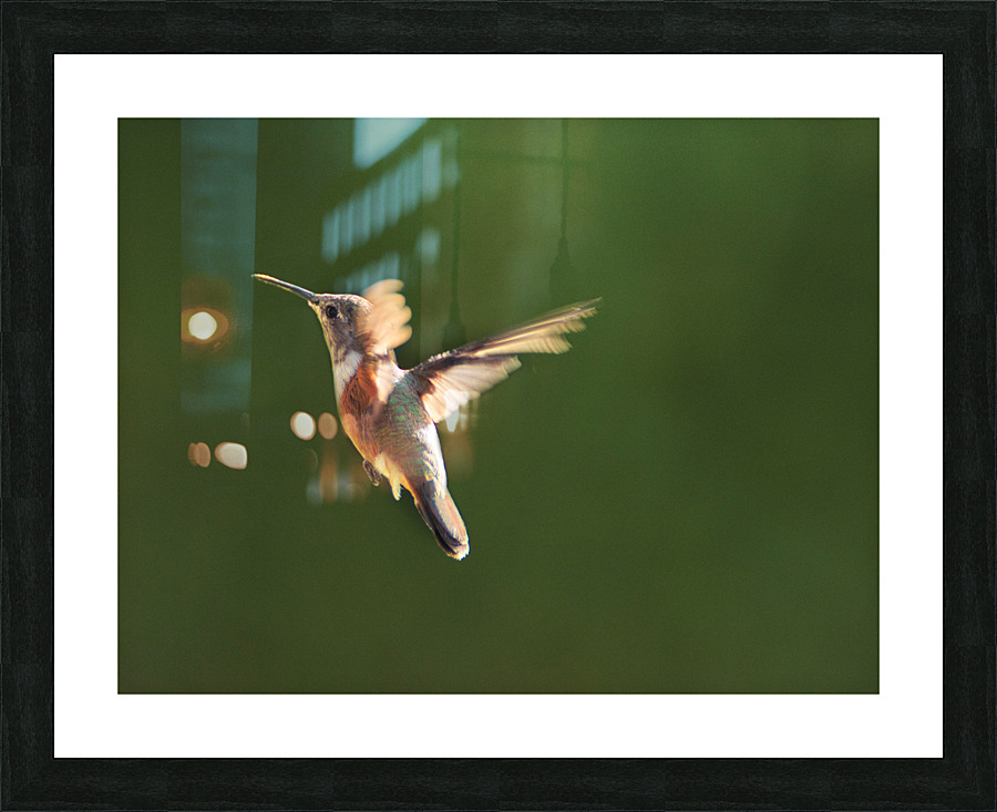 Humming Bird Picture Frame print