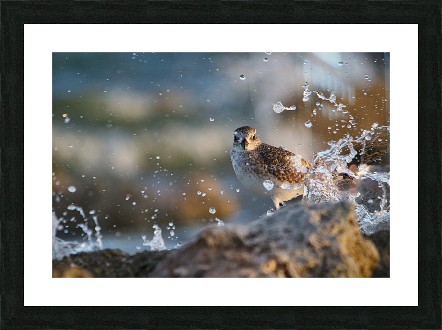 Plover  Picture Frame print