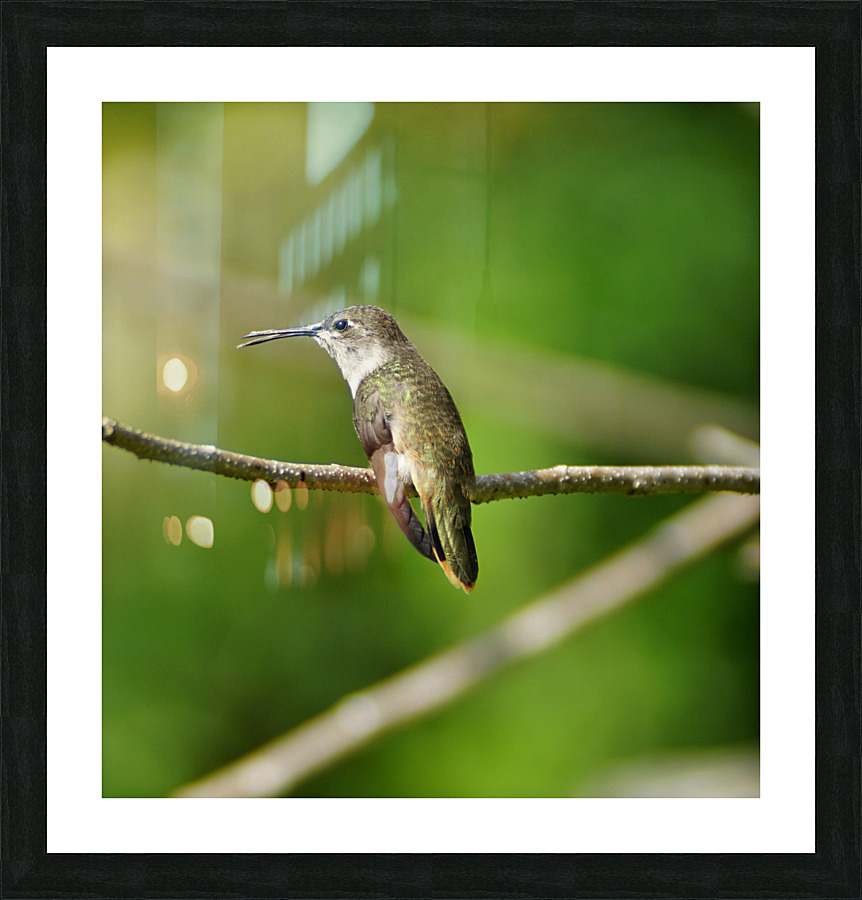 Humming Bird Picture Frame print