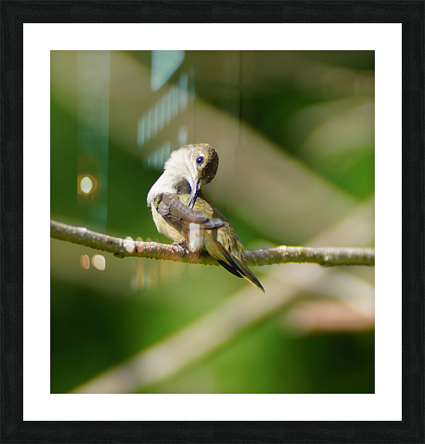 Humming Bird Picture Frame print