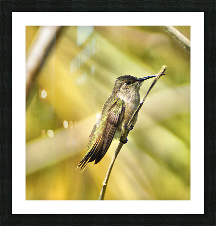 Humming Bird Picture Frame print