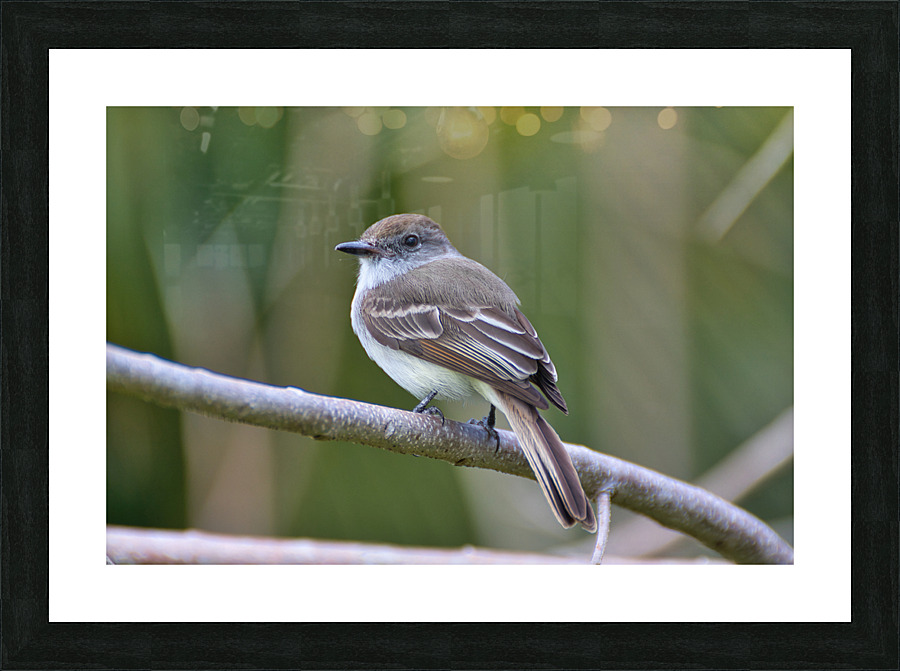La Sagras flycatcher Picture Frame print