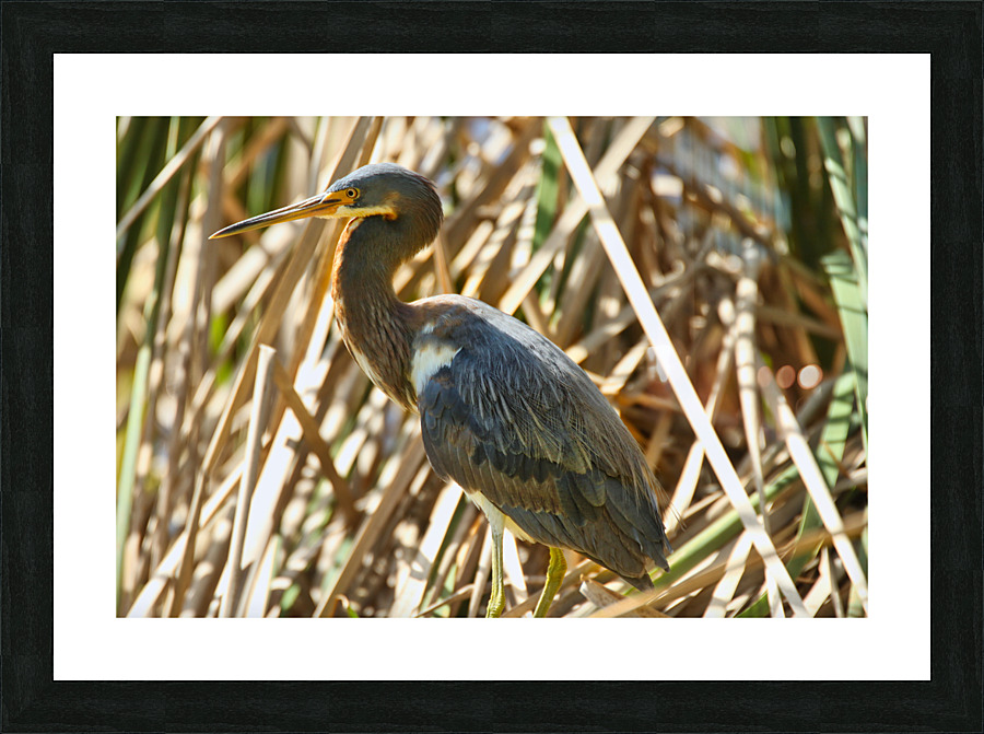 Blue Heron Picture Frame print