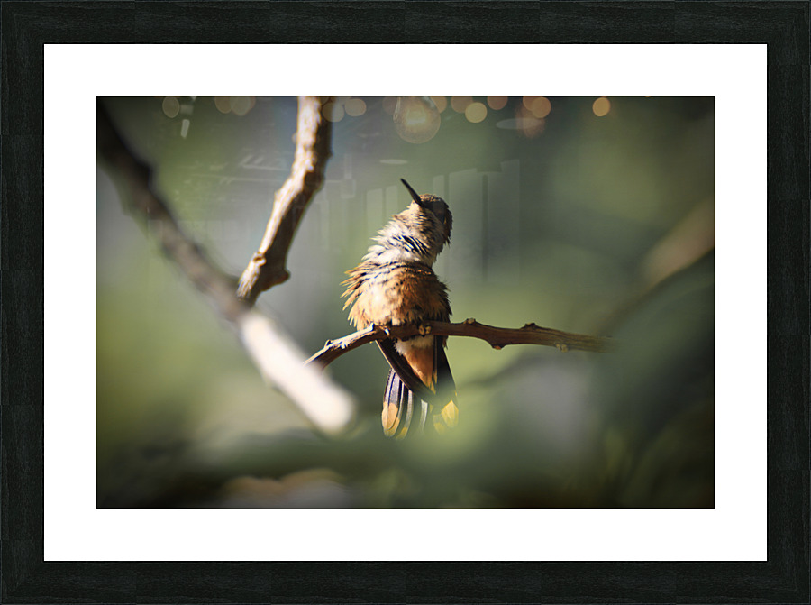 Humming Bird Picture Frame print