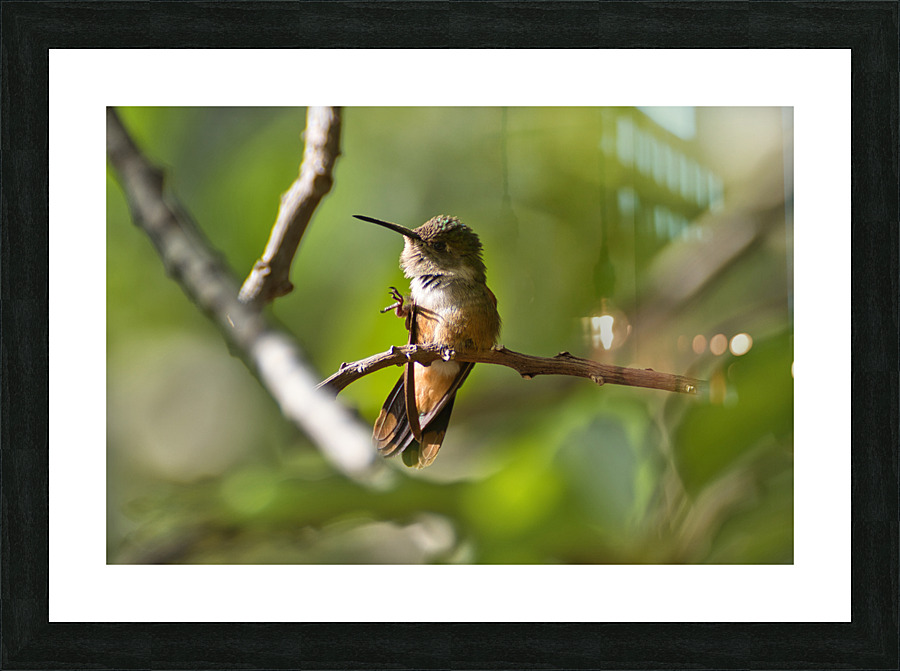 Humming Bird Picture Frame print