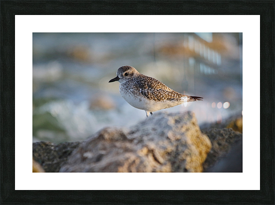 Plover Picture Frame print