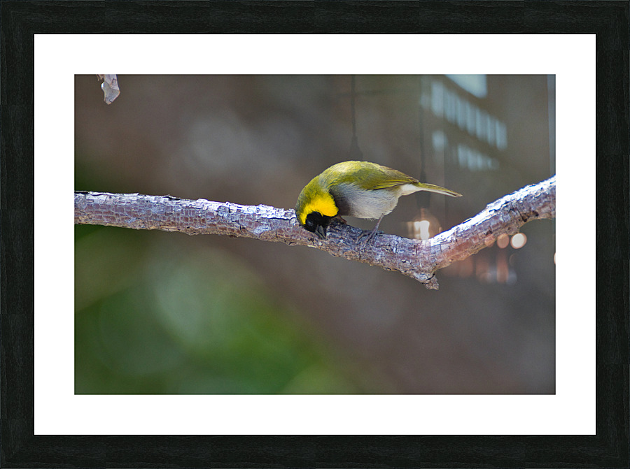 Cuban Grassquit Picture Frame print