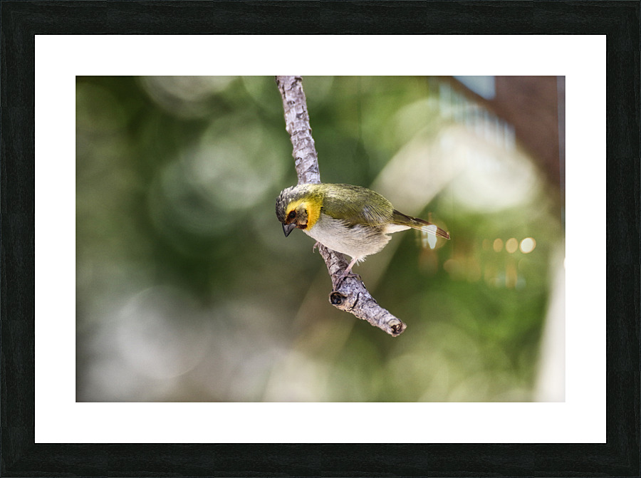 Cuban grassquit Picture Frame print
