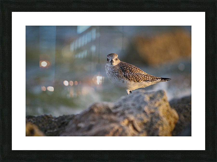 Plover Picture Frame print