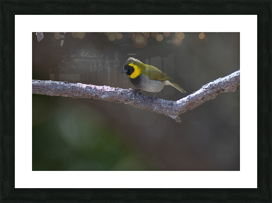 Cuban grassquit Picture Frame print