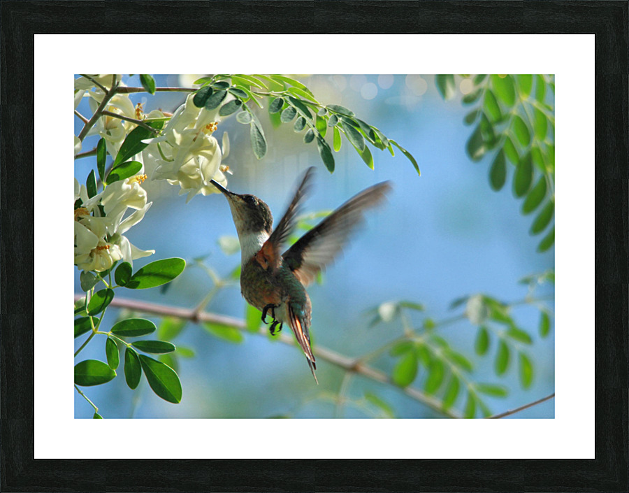 Humming Bird Picture Frame print
