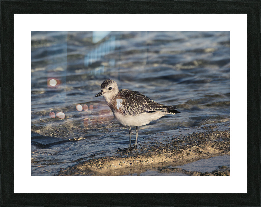 Plover Picture Frame print