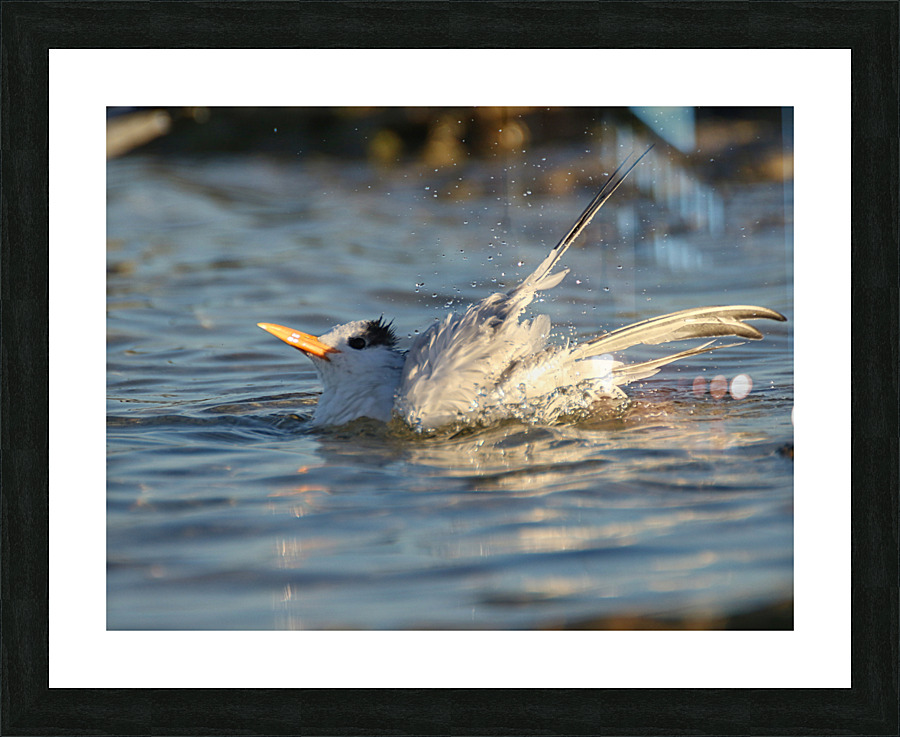 Common Tern Picture Frame print
