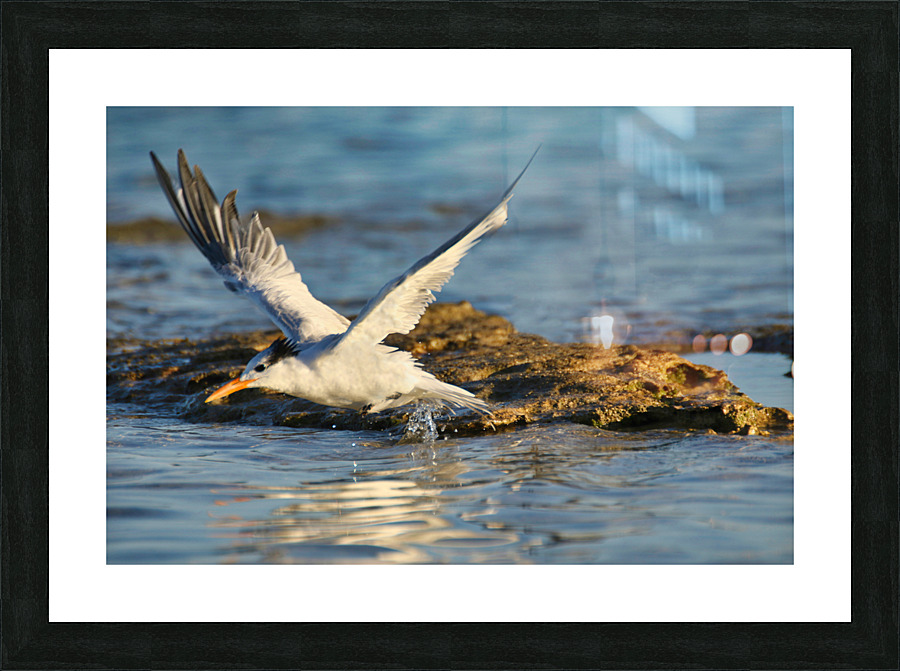 Common Tern Picture Frame print