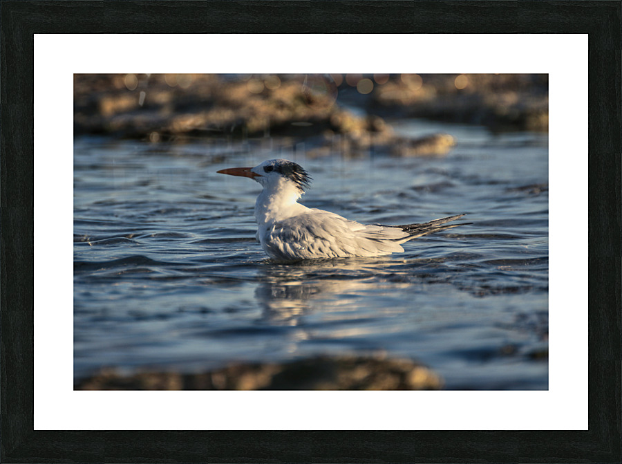 Common Tern Picture Frame print