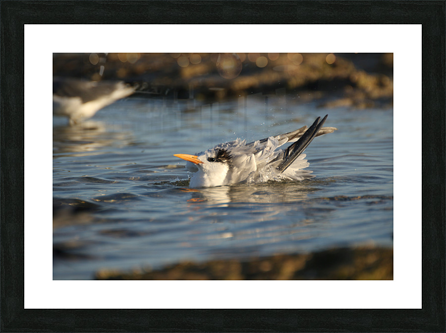 Common Tern Picture Frame print
