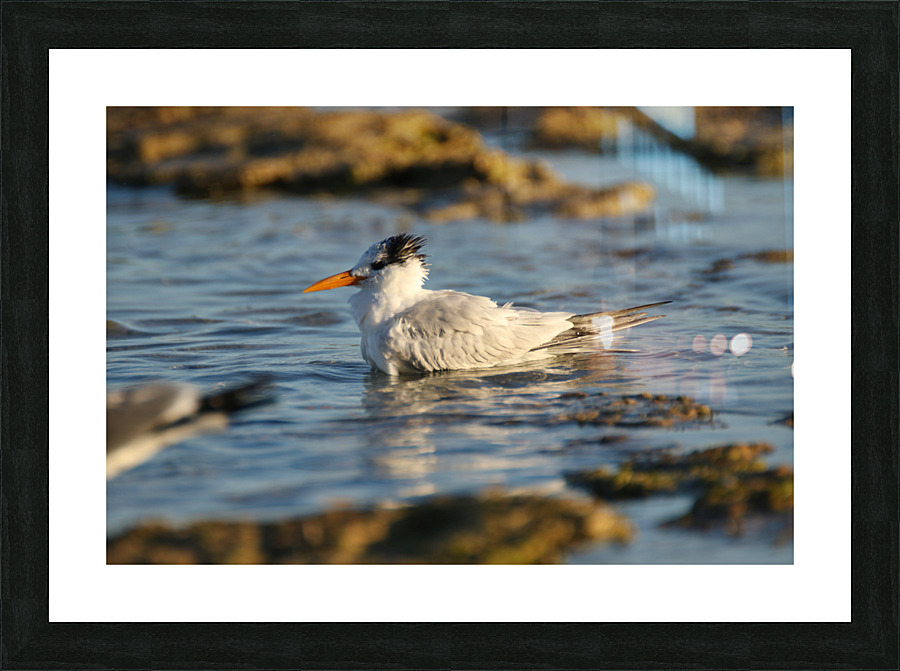 Common Tern Picture Frame print