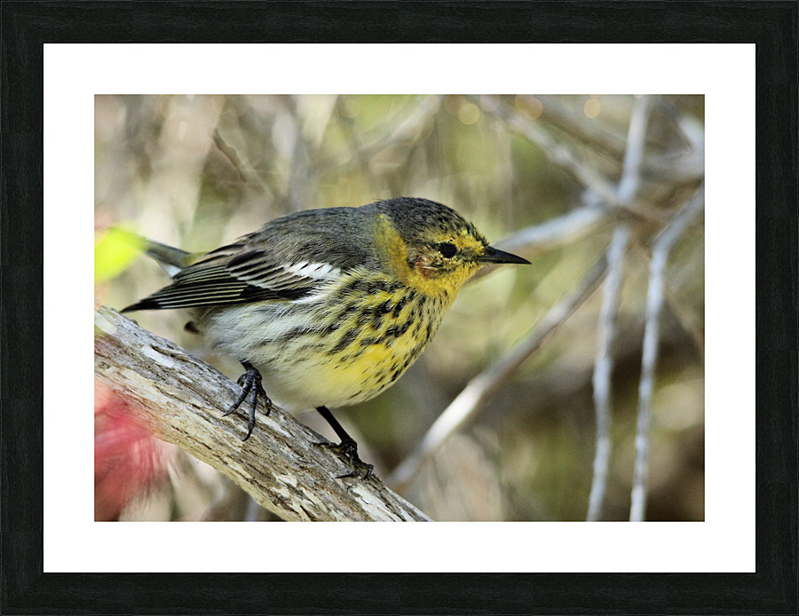  Warbler Picture Frame print