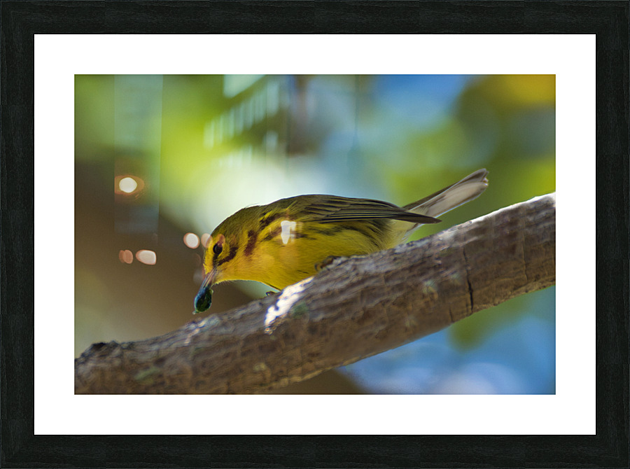 Yellow Warbler  Picture Frame print