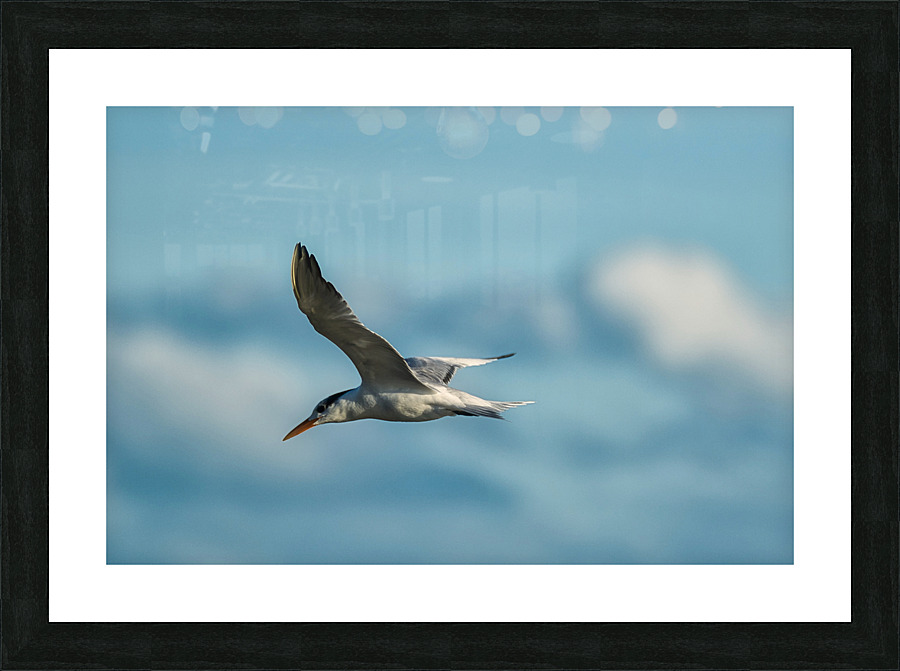 Common Tern  Picture Frame print