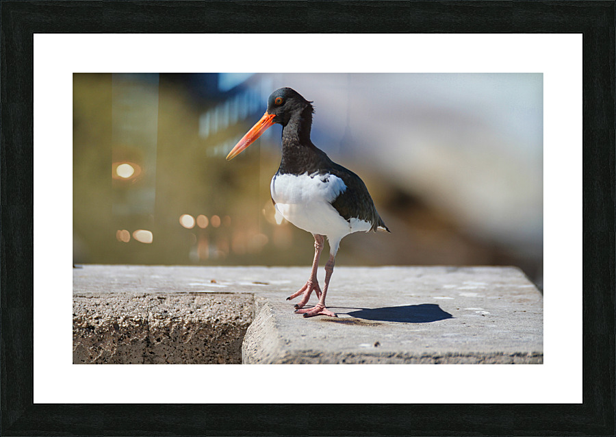 Oyster Catcher Picture Frame print