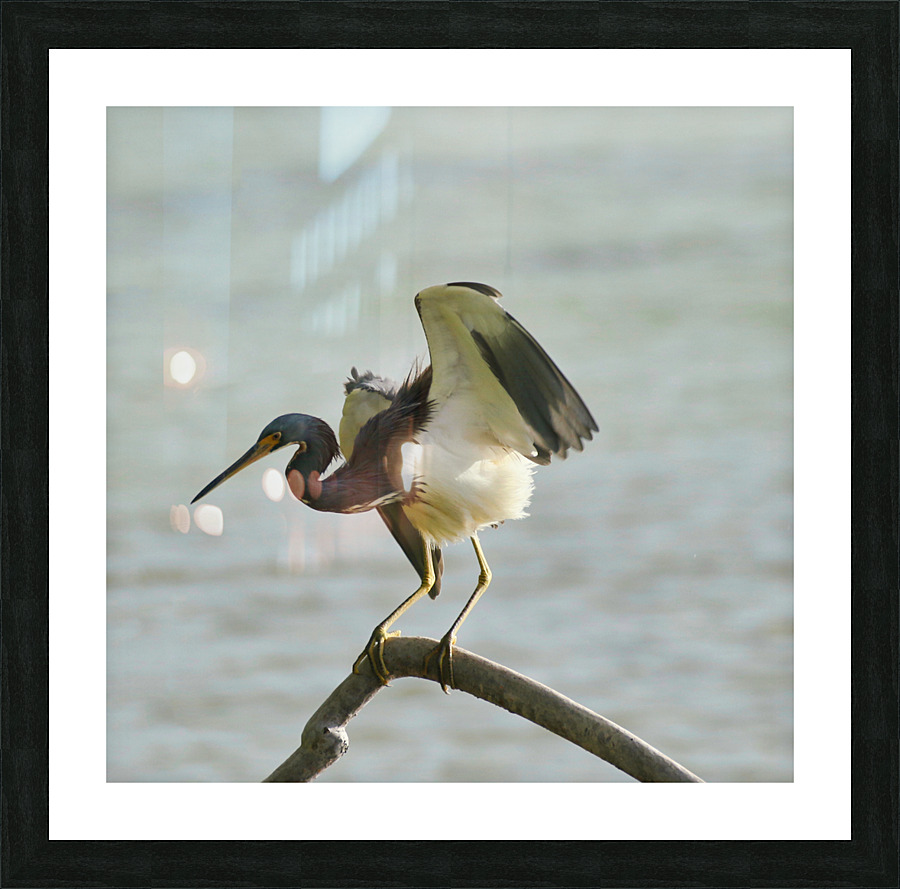 Blue Heron Picture Frame print