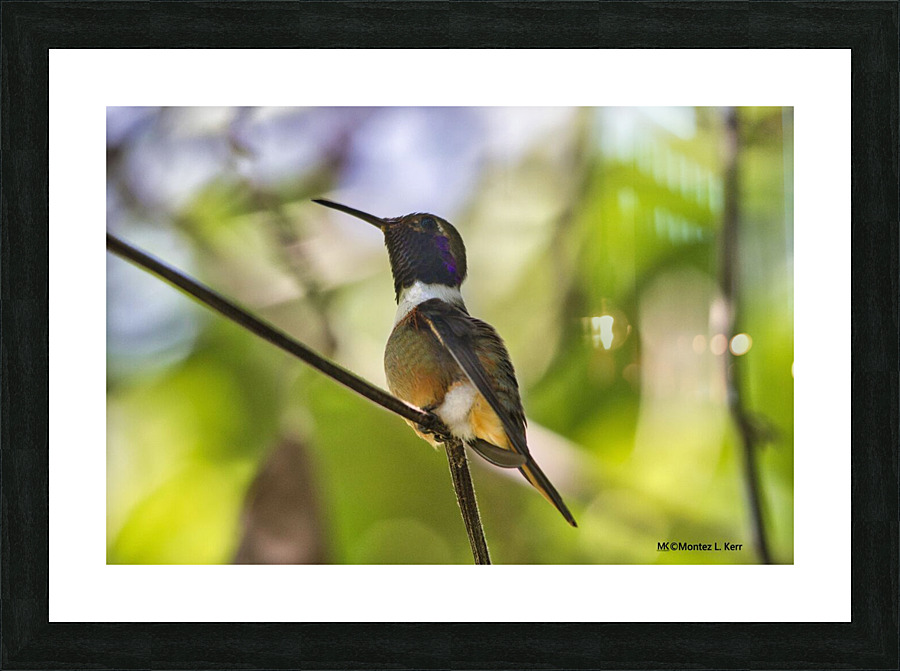Humming Bird Picture Frame print