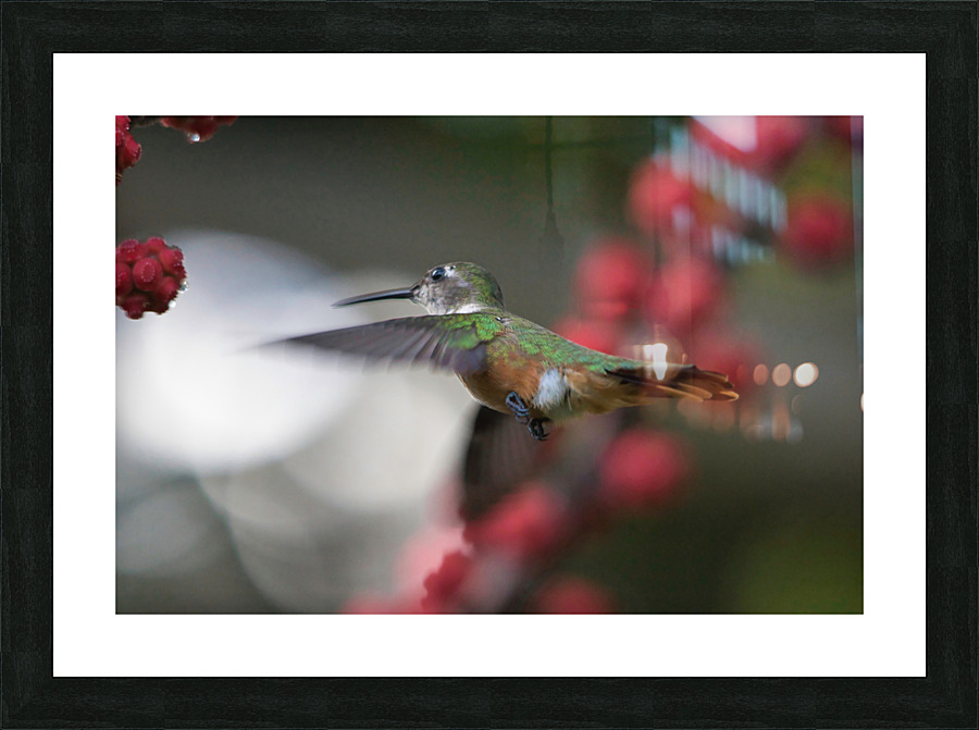 Humming Bird Picture Frame print