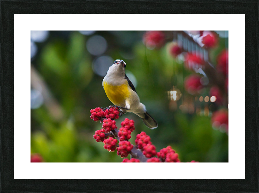 Bananquit Picture Frame print