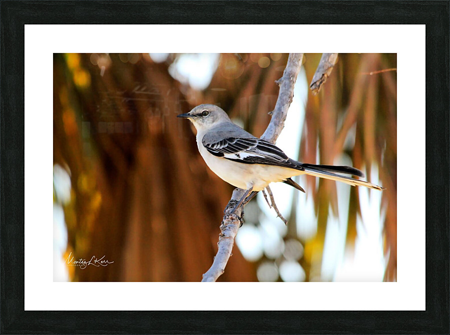 Bahamas Mocking Bird Picture Frame print