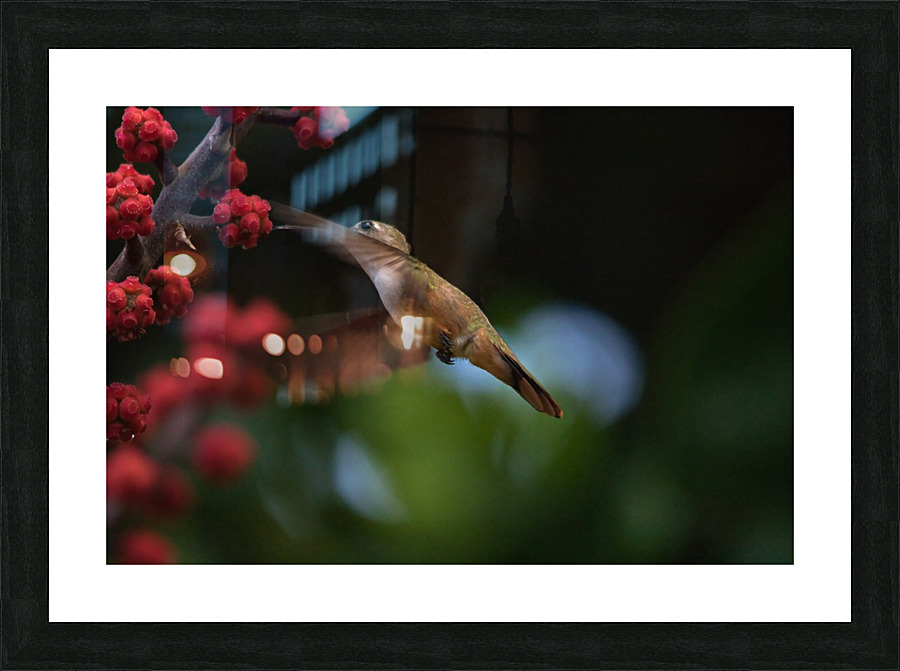 Humming Bird Picture Frame print