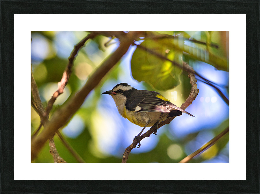 Bananquit  Picture Frame print