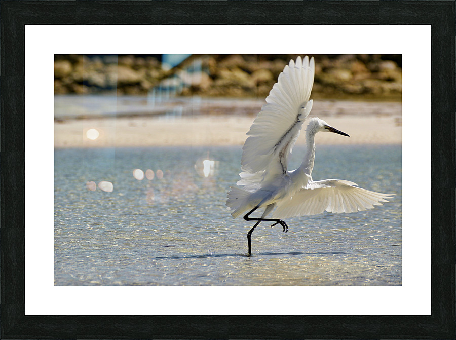 White Egret Picture Frame print