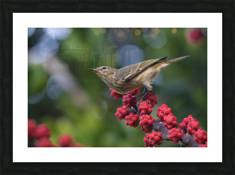 Warbler Picture Frame print
