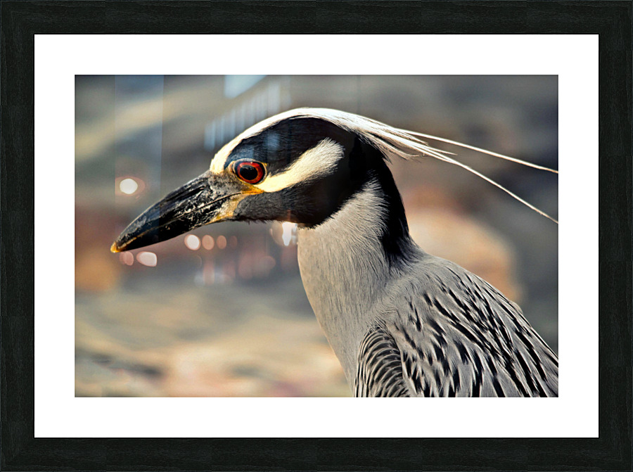 Night Heron Picture Frame print