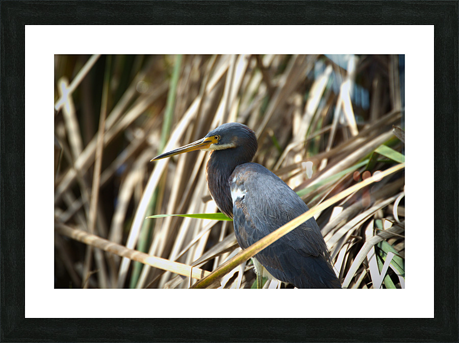 Blue Heron Picture Frame print