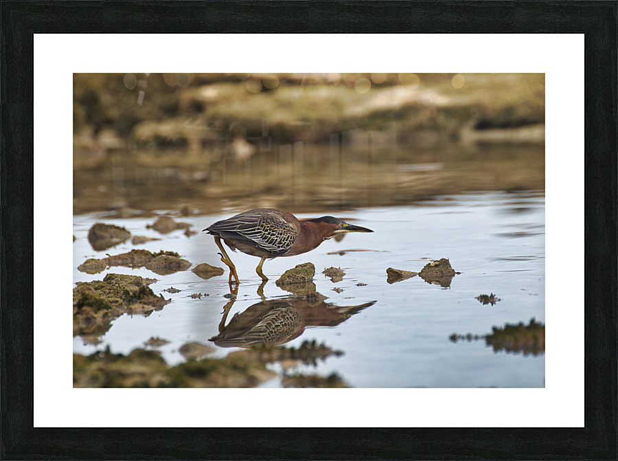 Green Heron Picture Frame print