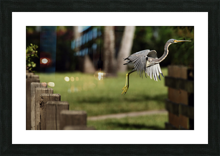 Flying Blue Heron Picture Frame print