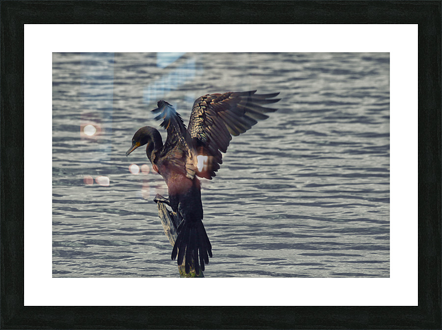 Cormorant Perched  Picture Frame print