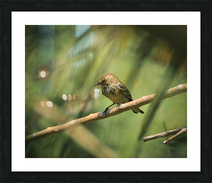 Warbler Picture Frame print
