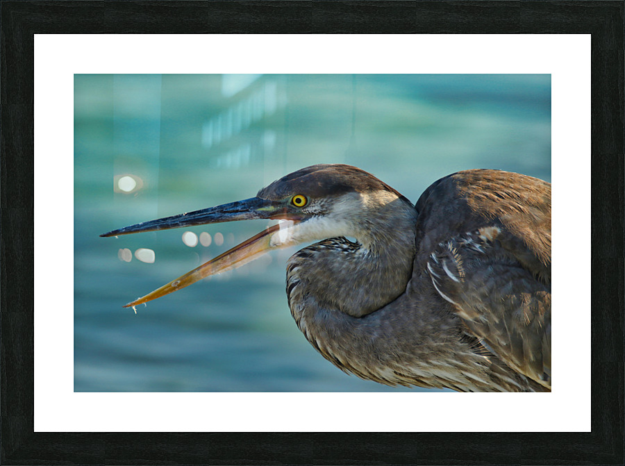 Blue Heron Picture Frame print